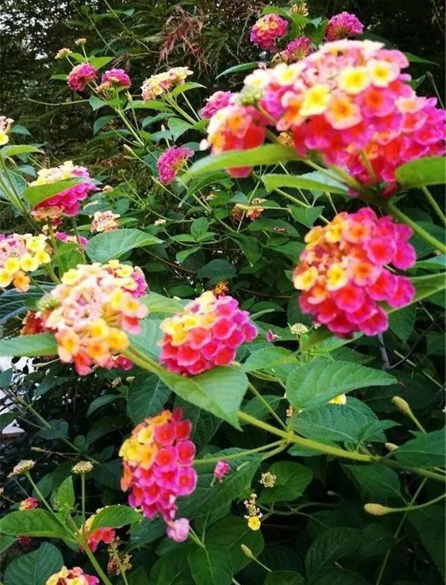 6种洋气花，又名“花坚强”，叶美花独特，唯一的缺点是易泛滥