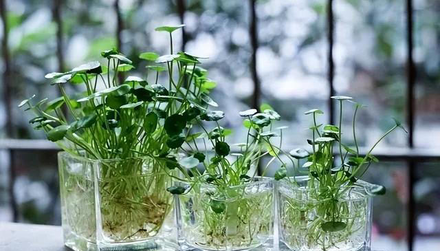 6种洋气花，又名“花坚强”，叶美花独特，唯一的缺点是易泛滥