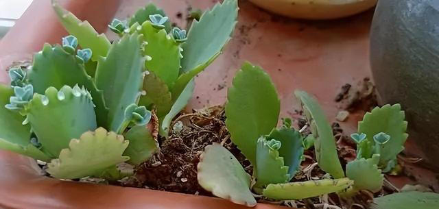 6种洋气花，又名“花坚强”，叶美花独特，唯一的缺点是易泛滥