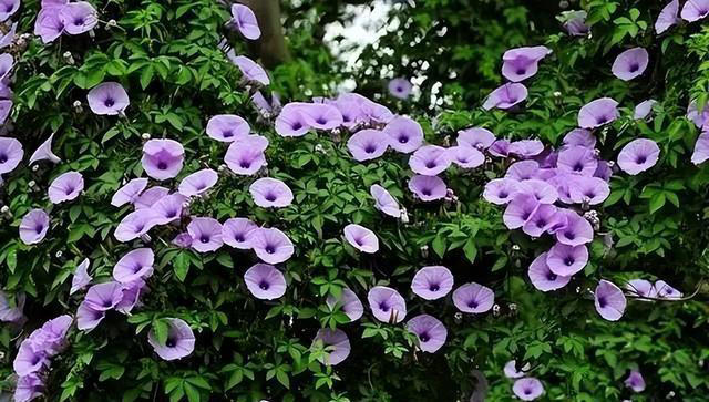 6种洋气花，又名“花坚强”，叶美花独特，唯一的缺点是易泛滥