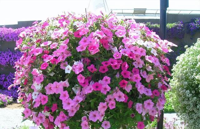 6种洋气花，又名“花坚强”，叶美花独特，唯一的缺点是易泛滥