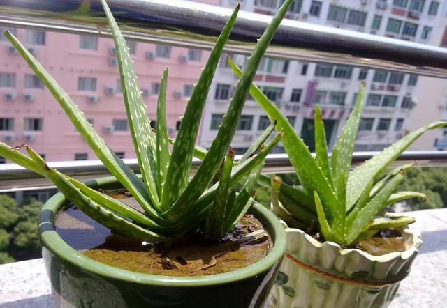 养不死的十种花，看看你家有哪几种