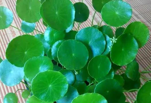 养不死的十种花，看看你家有哪几种