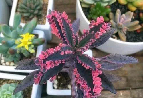 养不死的十种花，看看你家有哪几种