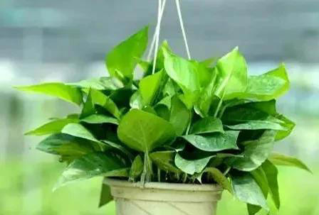 养不死的十种花，看看你家有哪几种