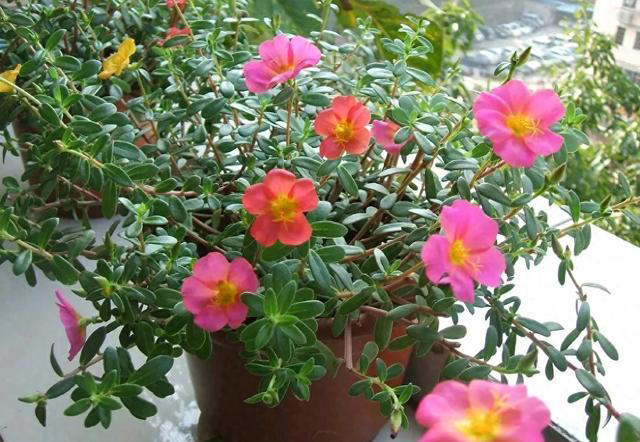 养不死的十种花，看看你家有哪几种