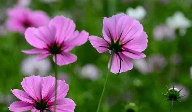 养不死的十种花，看看你家有哪几种