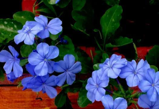 养不死的十种花，看看你家有哪几种