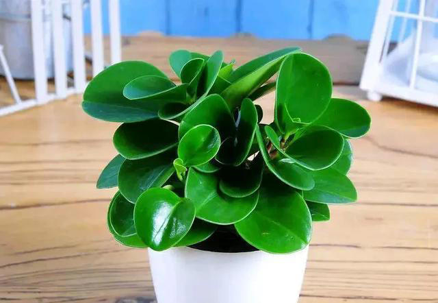 养不死的十种花，看看你家有哪几种