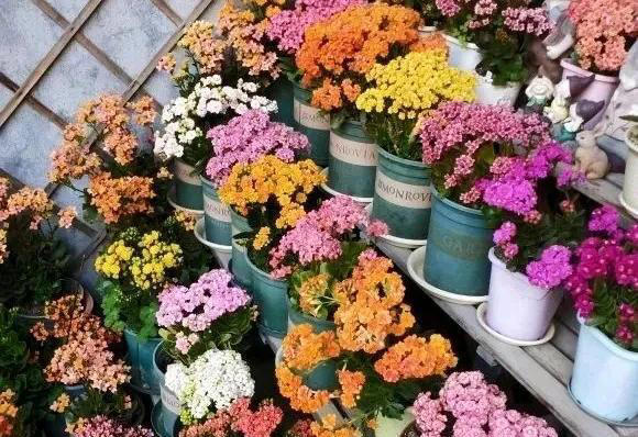 养不死的十种花，看看你家有哪几种