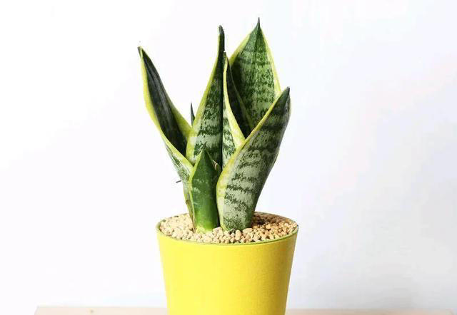 养不死的十种花，看看你家有哪几种