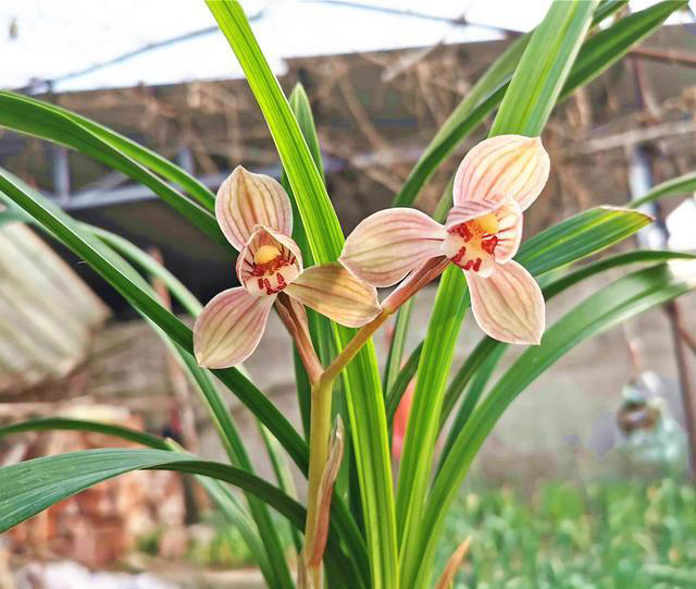 最出色的8大兰花，它排名第一，能耐零下20度的低温，确实有神韵