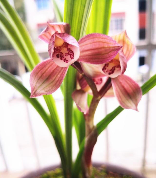 最出色的8大兰花，它排名第一，能耐零下20度的低温，确实有神韵