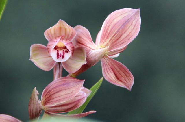 最出色的8大兰花，它排名第一，能耐零下20度的低温，确实有神韵