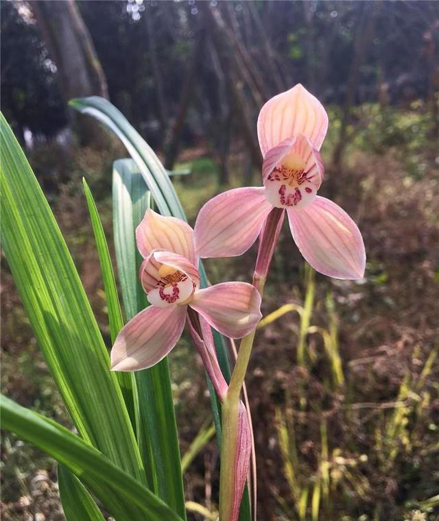 最出色的8大兰花，它排名第一，能耐零下20度的低温，确实有神韵
