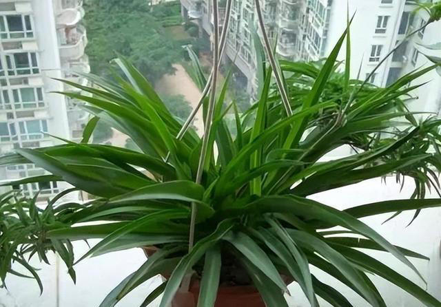 生活中养吊兰，就用“它”兑水浇花7天来一次不仅猛爆且花开不断