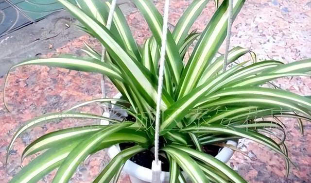 生活中养吊兰，就用“它”兑水浇花7天来一次不仅猛爆且花开不断