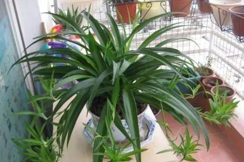 生活中养吊兰，就用“它”兑水浇花7天来一次不仅猛爆且花开不断