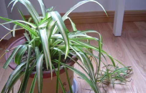 生活中养吊兰，就用“它”兑水浇花7天来一次不仅猛爆且花开不断