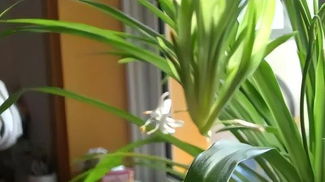 生活中养吊兰，就用“它”兑水浇花7天来一次不仅猛爆且花开不断