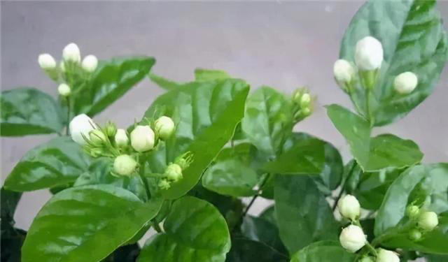 人养花，花养人，养花就选这四种，能吃能观赏，还能泡茶喝