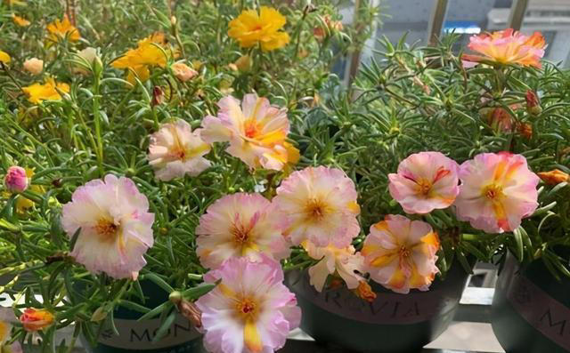 人养花，花养人，养花就选这四种，能吃能观赏，还能泡茶喝