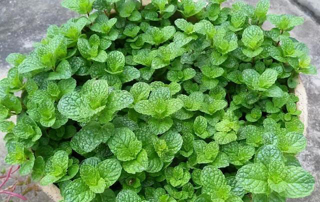 人养花，花养人，养花就选这四种，能吃能观赏，还能泡茶喝