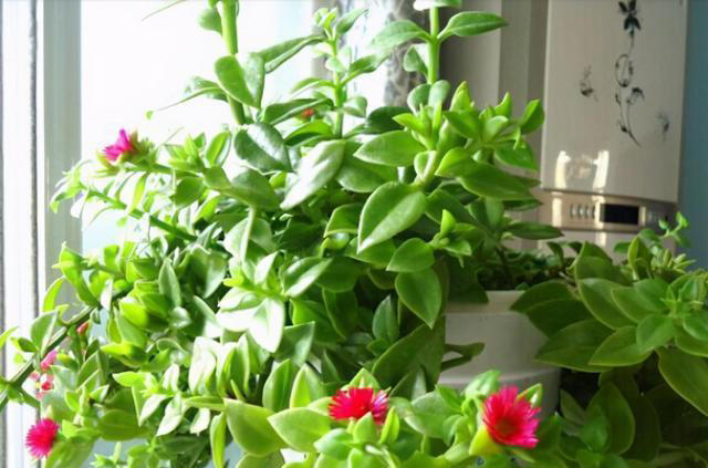 人养花，花养人，养花就选这四种，能吃能观赏，还能泡茶喝