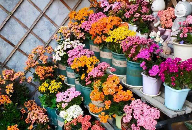 家里有这4种花，一定要坚持“穷养”，盆越小长得越漂亮