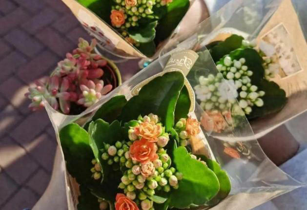 家里有这4种花，一定要坚持“穷养”，盆越小长得越漂亮