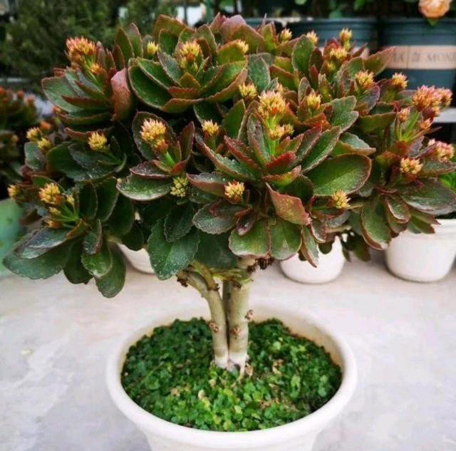 家里有这4种花，一定要坚持“穷养”，盆越小长得越漂亮