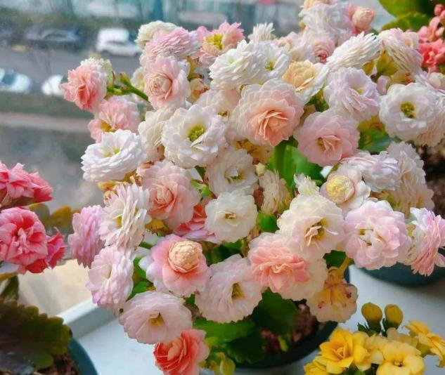 家里有这4种花，一定要坚持“穷养”，盆越小长得越漂亮