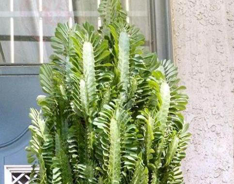 家里有这4种花，一定要坚持“穷养”，盆越小长得越漂亮