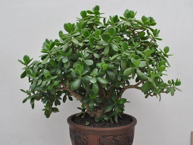 家里有这4种花，一定要坚持“穷养”，盆越小长得越漂亮