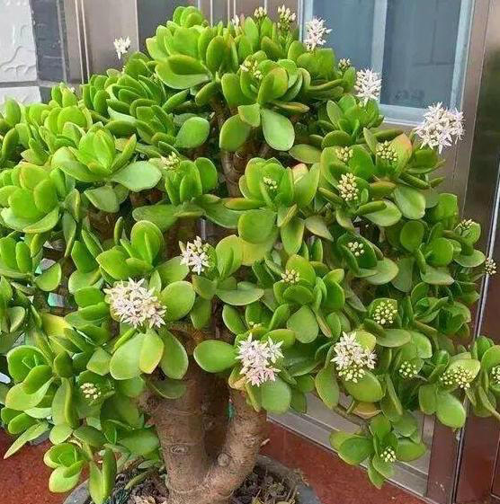 家里有这4种花，一定要坚持“穷养”，盆越小长得越漂亮