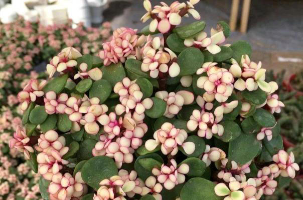 家里有这4种花，一定要坚持“穷养”，盆越小长得越漂亮