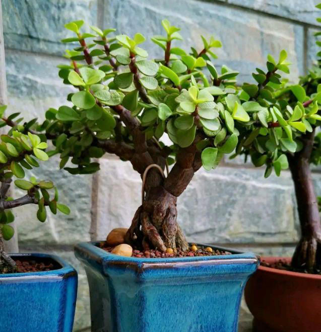 家里有这4种花，一定要坚持“穷养”，盆越小长得越漂亮