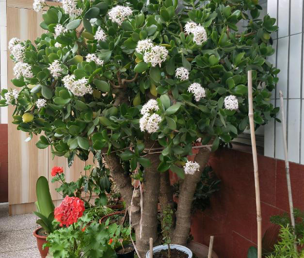 家里有这4种花，一定要坚持“穷养”，盆越小长得越漂亮