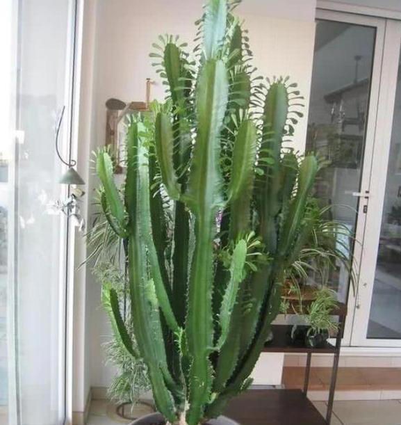 家里有这4种花，一定要坚持“穷养”，盆越小长得越漂亮