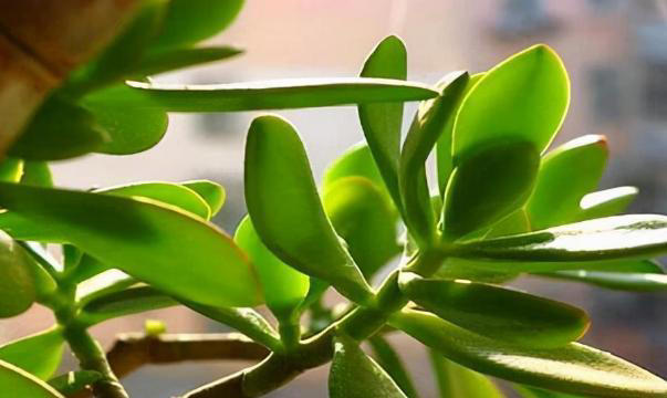 家里有这4种花，一定要坚持“穷养”，盆越小长得越漂亮