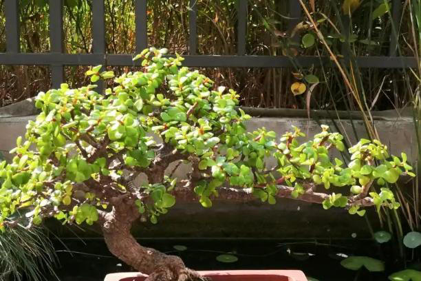 家里有这4种花，一定要坚持“穷养”，盆越小长得越漂亮