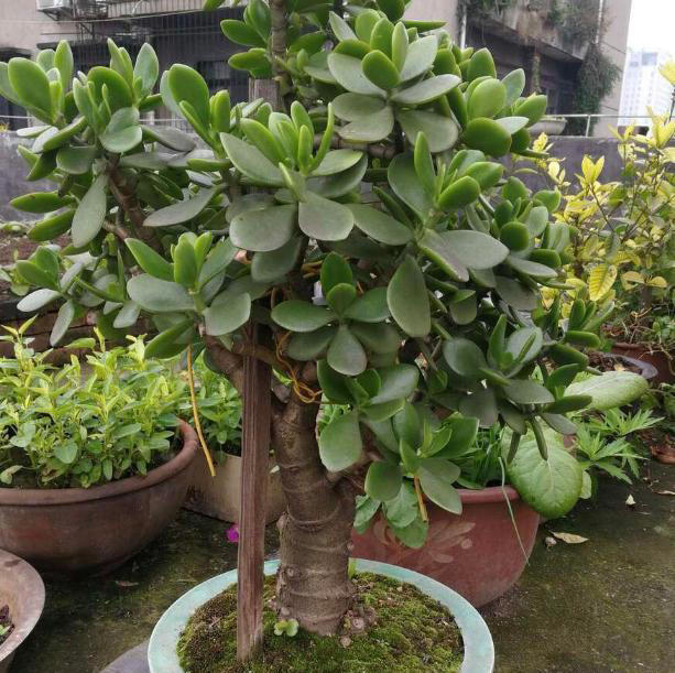 家里有这4种花，一定要坚持“穷养”，盆越小长得越漂亮