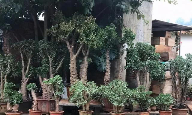 家里有这4种花，一定要坚持“穷养”，盆越小长得越漂亮