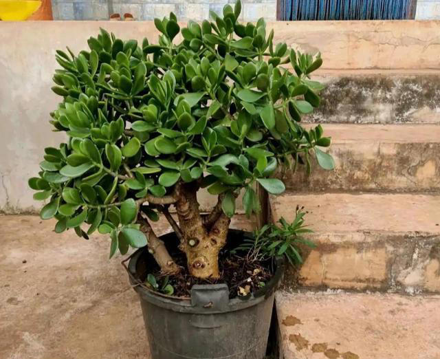 家里有这4种花，一定要坚持“穷养”，盆越小长得越漂亮