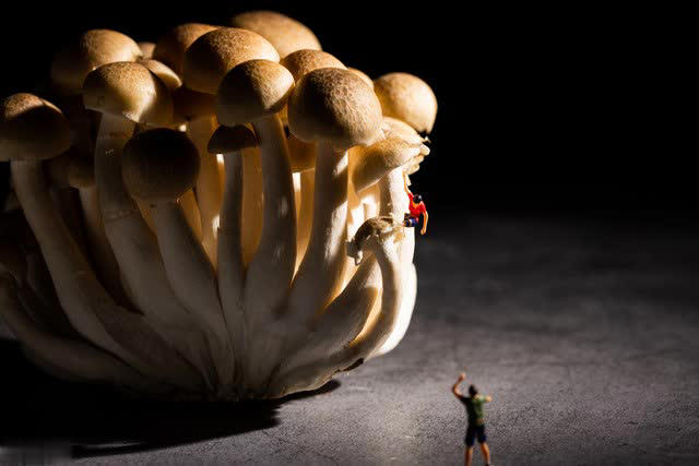 建议：吃菌菇别买这4种，全是“科技与狠活”！