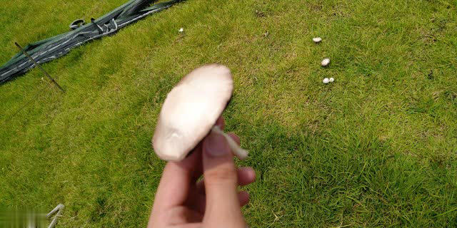 建议：吃菌菇别买这4种，全是“科技与狠活”！