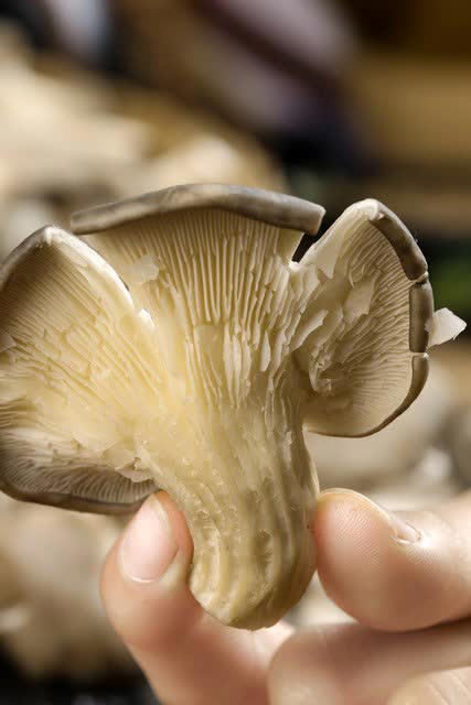建议：吃菌菇别买这4种，全是“科技与狠活”！