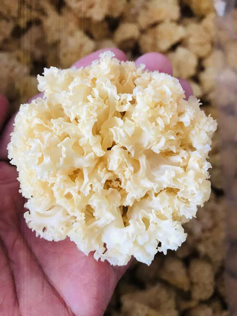 建议：吃菌菇别买这4种，全是“科技与狠活”！