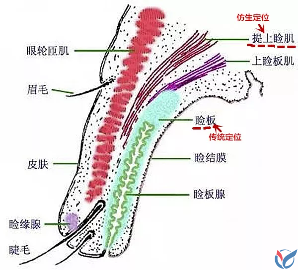 麦粒肿和霰粒肿的区分及中医疗法