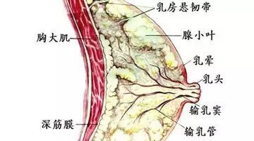 中医关于乳腺增生的治疗
